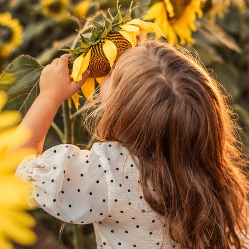 Girl reaching for a sunflower