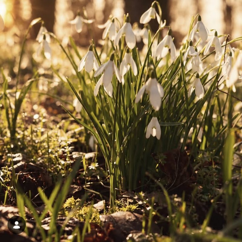 Snowdrops in backlit woodland